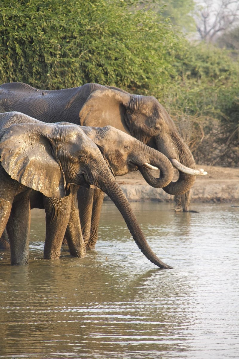 African Safari Adventure